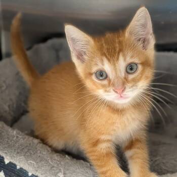 Hemi -  Domestic Short Hair Cat for Adoption in Prairie Du Chien, Wisconsin - Hemi | PetCurious