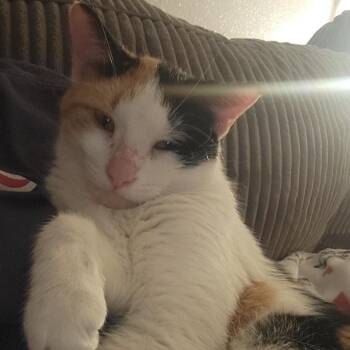 Penelope -  Domestic Short Hair Cat for Adoption in Bismarck, North Dakota - Penelope | PetCurious