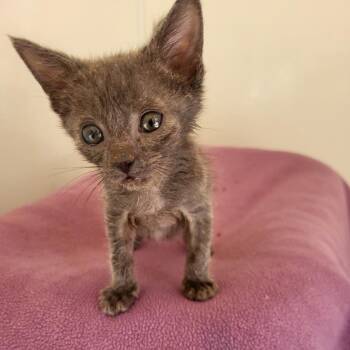 Neva -  Domestic Short Hair Cat for Adoption in Salt Lake City, Utah - Neva | PetCurious