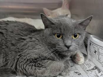 Rescue Domestic Short Hair Cats for Adoption in Springfield, Illinois - Viola | PetCurious