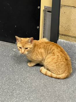 Rescue Domestic Short Hair Cats for Adoption in Greenfield, Indiana - Gourd- O | PetCurious