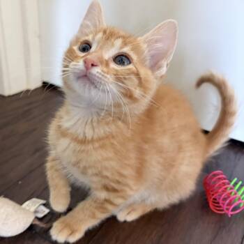 Domestic Short Hair Cats Available for Adoption in Knoxville, Tennessee - Nolan | PetCurious
