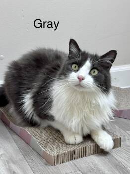 Domestic Long Hair Cats Available for Adoption in Monroe, North Carolina - Gray LONG HAIRED Male Adult | PetCurious