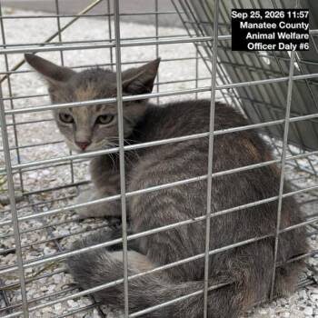 A139370 -  Domestic Short Hair Cat for Adoption in Palmetto, Florida - A139370 | PetCurious