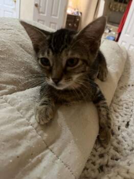 Bonnie Sox -  American Shorthair Cat for Adoption in Tampa, Florida - Bonnie Sox | PetCurious