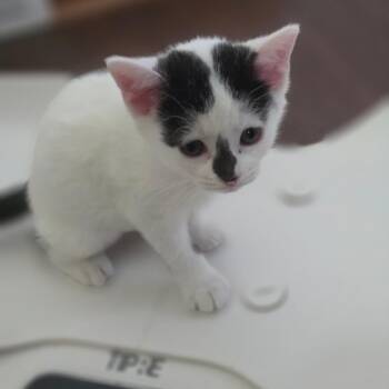 Lily Smurf -  Domestic Short Hair Cat for Adoption in Muncie, Indiana - Lily Smurf | PetCurious