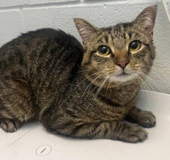Chuck -  Domestic Short Hair Cat for Adoption in Golden, Colorado - Chuck | PetCurious