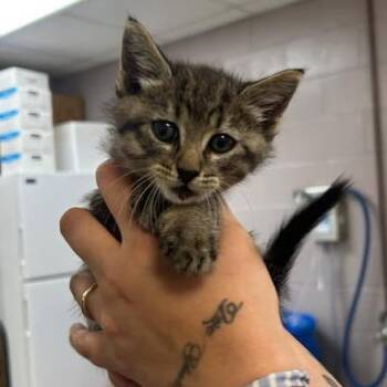 Mowgli -  Domestic Short Hair Cat for Adoption in Emporia, Kansas - Mowgli | PetCurious