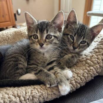 Domestic Short Hair Cats Available for Adoption in Minnetonka, Minnesota - Green Day C69059 | PetCurious