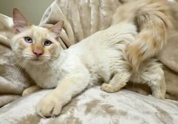 Rescue Domestic Long Hair Cats for Adoption in Gary, Indiana - Bear | PetCurious