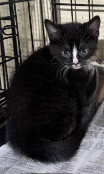 Liefje (Sweetheart) -  Domestic Short Hair Cat for Adoption in Apollo, Pennsylvania - Liefje (Sweetheart) | PetCurious