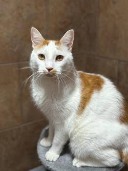 Rescue Domestic Short Hair Cats for Adoption in Riverbank, New Brunswick - Seymour | PetCurious