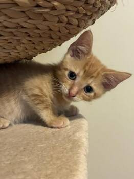 FEGENBUSH -  Domestic Short Hair Cat for Adoption in Louisville, Kentucky - FEGENBUSH | PetCurious