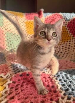 Chalupa -  Domestic Short Hair Cat for Adoption in Shawnee, Oklahoma - Chalupa | PetCurious