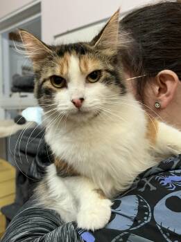Domestic Medium Hair Cats Available for Adoption - CARLOTTA (CR/SC) | PetCurious