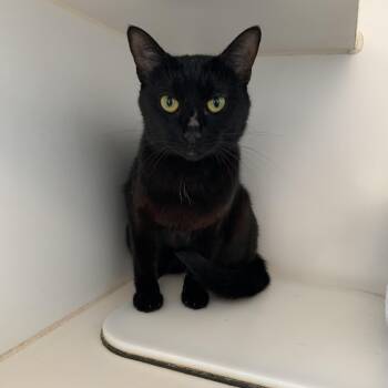 Cauldron -  Domestic Short Hair Cat for Adoption in Grass Valley, California - Cauldron | PetCurious