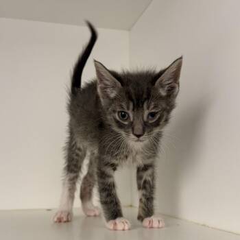 Domestic Short Hair Cats Available for Adoption in New York, New York - Pollo | PetCurious