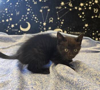 Tank -  Domestic Short Hair Cat for Adoption in Dickson, Tennessee - Tank | PetCurious