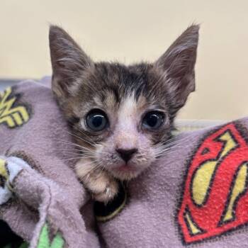 Sadie -  Domestic Short Hair Cat for Adoption in West Palm Beach, Florida - Sadie | PetCurious