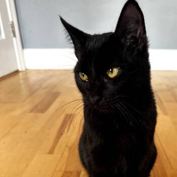 Black Friday -  Domestic Short Hair Cat for Adoption in Los Angeles, California - Black Friday | PetCurious