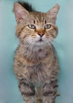 Domestic Medium Hair Cats Available for Adoption in Pasadena, California - TIGER | PetCurious