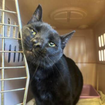 Elara -  Domestic Short Hair Cat for Adoption in Spokane, Washington - Elara | PetCurious