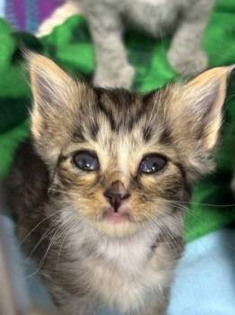 Journey 444-26 -  Domestic Short Hair Cat for Adoption in Cumming, Georgia - Journey 444-26 | PetCurious