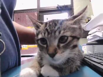 Domestic Short Hair Cats Available for Adoption in Tulsa, Oklahoma - JUBILEE | PetCurious