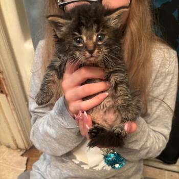 Solo (orange) -  Domestic Short Hair Cat for Adoption in Winston-salem, North Carolina - Solo (orange) | PetCurious
