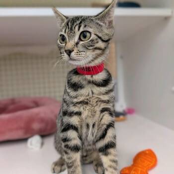 Maki -  Domestic Short Hair Cat for Adoption in Buffalo, New York - Maki | PetCurious