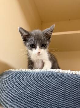 Emilia -  Domestic Short Hair Cat for Adoption in Hays, Kansas - Emilia | PetCurious