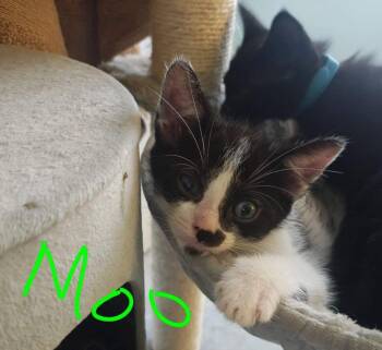 Domestic Short Hair Cats Available for Adoption - Moo | PetCurious