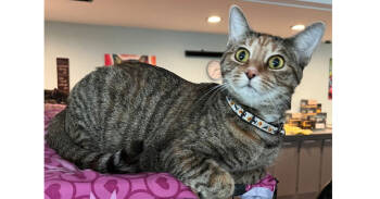 Rescue Domestic Short Hair and Tabby Cats for Adoption in New Cumberland, West Virginia - Valerie AKA Bella | PetCurious