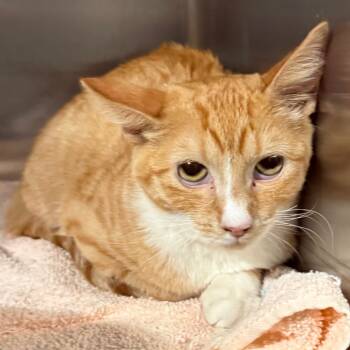 Rescue Domestic Short Hair Cats for Adoption in Cedaredge, Colorado - Cookie | PetCurious