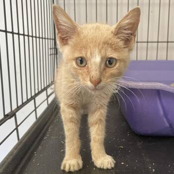 Peanut Butter -  Domestic Short Hair Cat for Adoption in Green Forest, Arkansas - Peanut Butter | PetCurious