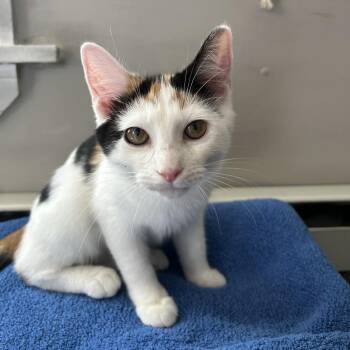 Tetra -  Domestic Short Hair Cat for Adoption in Evanston, Illinois - Tetra | PetCurious