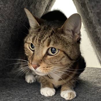 Rescue American Shorthair Cats for Adoption in Sarasota, Florida - Nalah | PetCurious