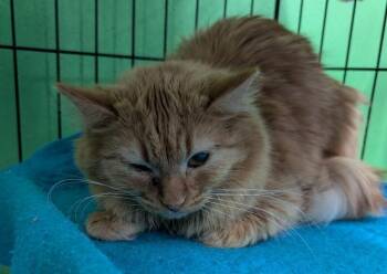 Dolly -  Domestic Medium Hair Cat for Adoption in Adrian, Michigan - Dolly | PetCurious