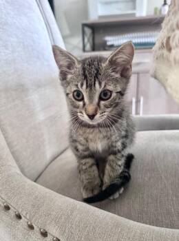 Mindy -  Domestic Short Hair Cat for Adoption in North Babylon, New York - Mindy | PetCurious