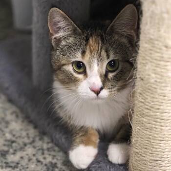 Morita -  Domestic Short Hair Cat for Adoption in Falls Church, Virginia - Morita | PetCurious