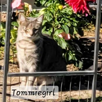 Rescue American Shorthair Cats for Adoption in Ephrata, Washington - Tommiegirl | PetCurious