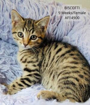 Biscotti -  Domestic Short Hair Cat for Adoption - Biscotti | PetCurious
