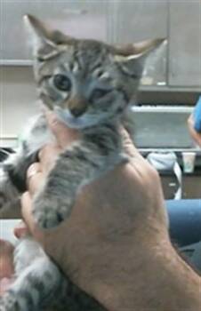 HUGO -  Domestic Short Hair Cat for Adoption in Sacramento, California - HUGO | PetCurious