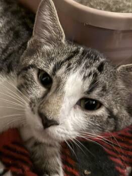 BASHFUL -  Tabby Cat for Adoption in Lake Ozark, Missouri - BASHFUL | PetCurious