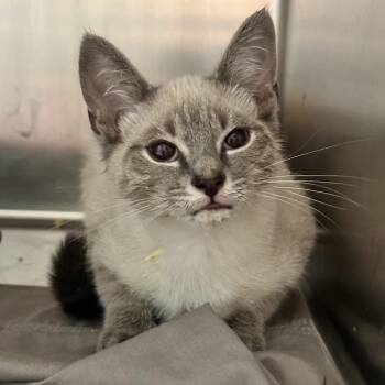 Zig -  Domestic Short Hair Cat for Adoption in Chattanooga, Tennessee - Zig | PetCurious