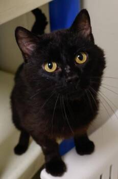 Big Mac -  Domestic Short Hair Cat for Adoption in Verona, Wisconsin - Big Mac | PetCurious