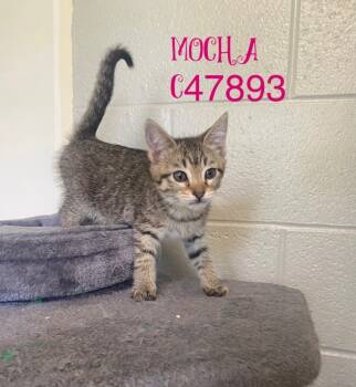 Rescue Domestic Short Hair Cats for Adoption in Clarksville, Tennessee - Mocha | PetCurious