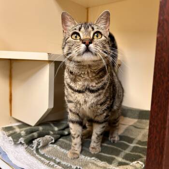 Domestic Short Hair Cats Available for Adoption in Myerstown, Pennsylvania - Fiona | PetCurious