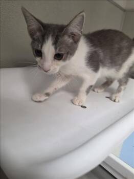 CHALLAH -  Domestic Short Hair Cat for Adoption in Tracy, California - CHALLAH | PetCurious