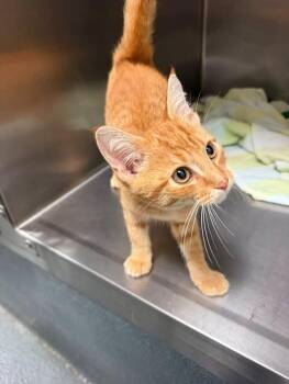 Leon -  Domestic Short Hair Cat for Adoption in Amherst, Virginia - Leon | PetCurious